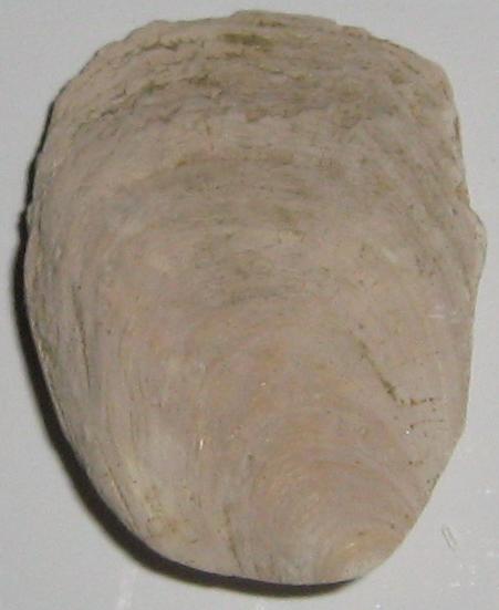 Crepidula unguiformis (Lamarck, 1822)  Pietrafitta  Pliocene